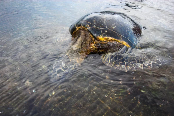 Sköldpadda simma — Stockfoto