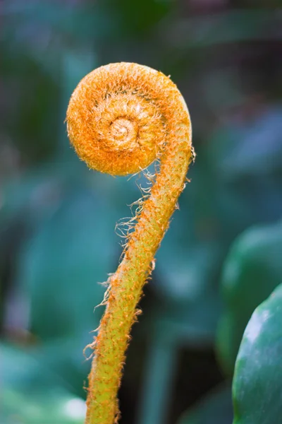 Germoglio di felce arancione — Foto Stock