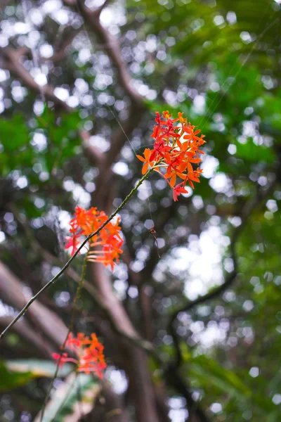Tropische bloem — Stockfoto