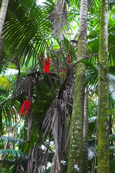 Flor tropical — Fotografia de Stock