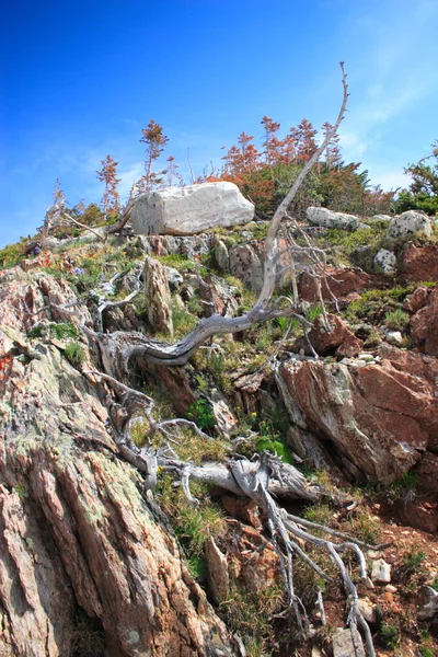 Pijnbomen — Stockfoto