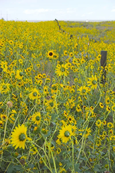 Prairie en fleurs — Photo