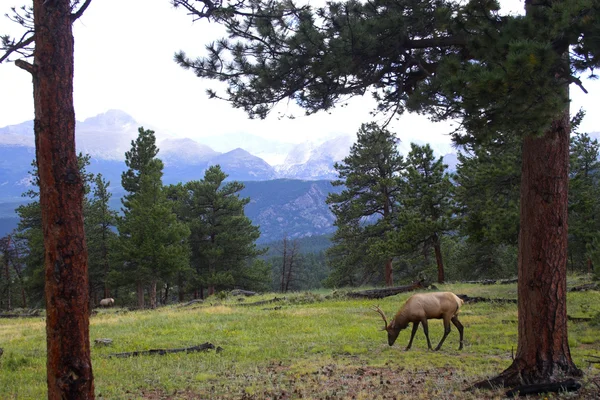 Wild Elk — Stock Photo, Image