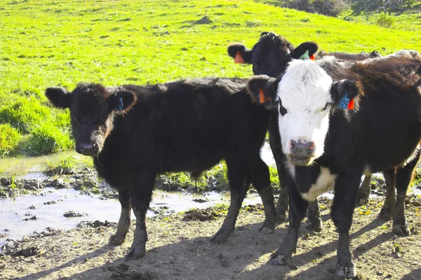 Paisaje rural con vacas —  Fotos de Stock