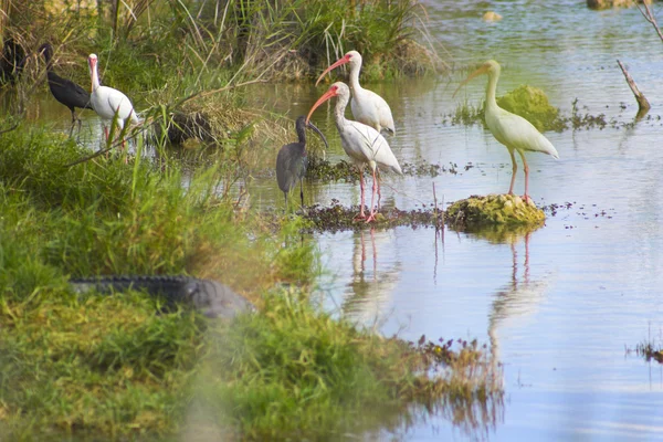 沼沢地の鳥、池の — ストック写真