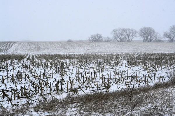 Neve caindo na fazenda — Fotografia de Stock