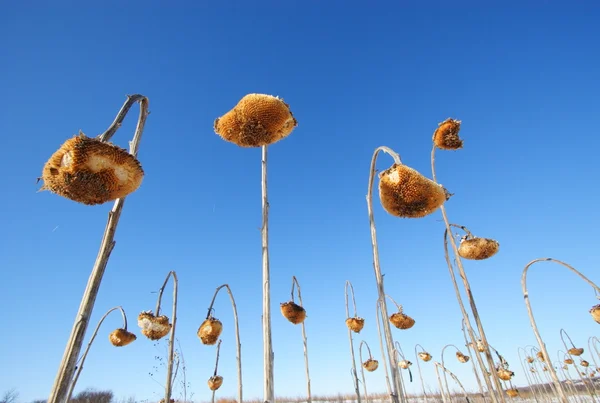 Zonnebloem veld — Stockfoto