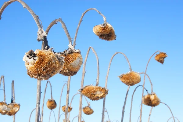 Champ de tournesol — Photo