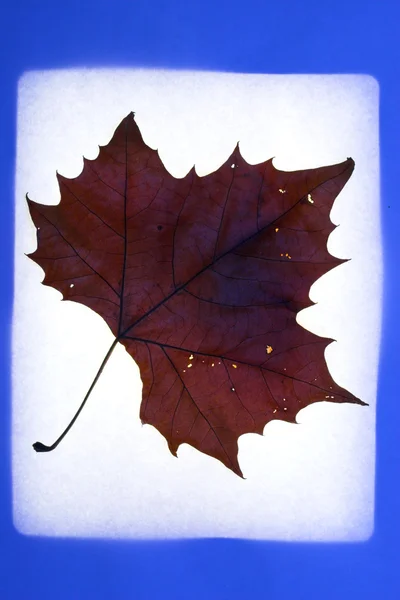 Maple Leaf Abstract — Stockfoto