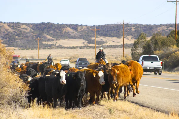 Cattle run — Stock Photo, Image