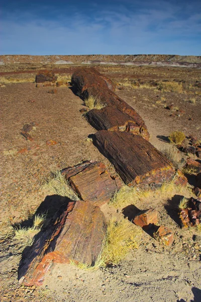 Petrified forest — Stockfoto