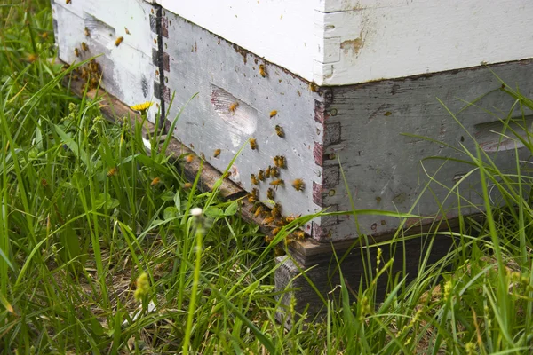 Bee hive — Stock Photo, Image