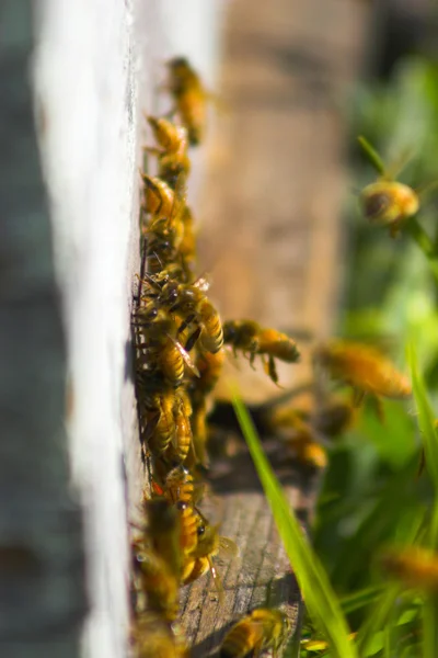 Méh kaptár — Stock Fotó