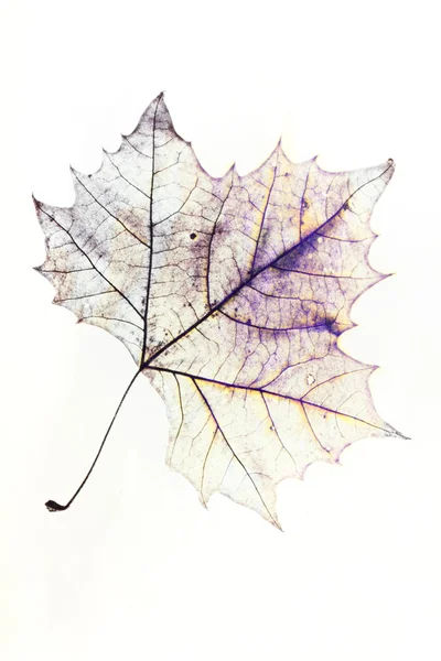 Maple Leaf Drawing — Stock Photo, Image