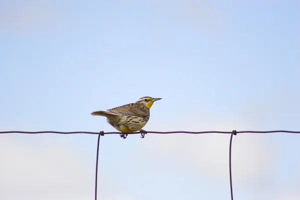 Pássaro em um arame — Fotografia de Stock