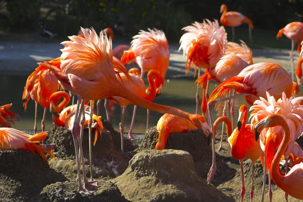 Flamingo no ninho — Fotografia de Stock