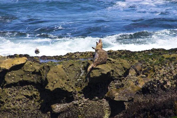 Focas — Fotografia de Stock