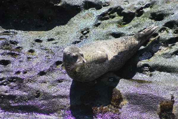 Focas — Fotografia de Stock