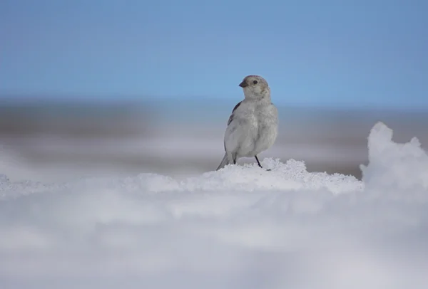 Ave polar — Fotografia de Stock