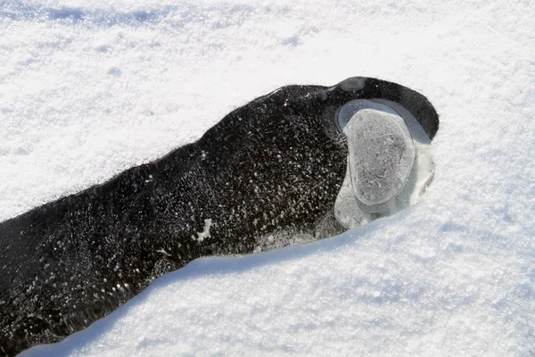 Nieve — Foto de Stock