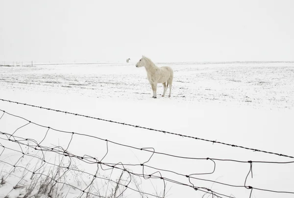 Sníh kůň — Stock fotografie