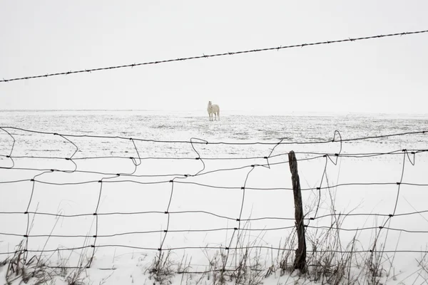 Schneepferd — Stockfoto