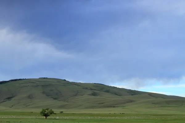 Árvore solitária nas montanhas — Fotografia de Stock