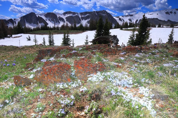 Alpine meadows in Wyoming — Stock Photo, Image