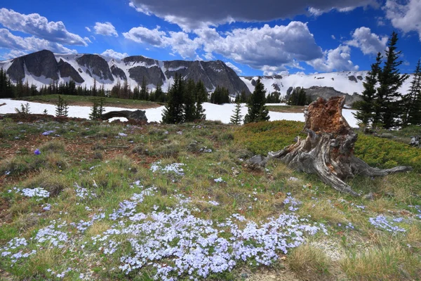 Alpine meadows in Wyoming — Stock Photo, Image