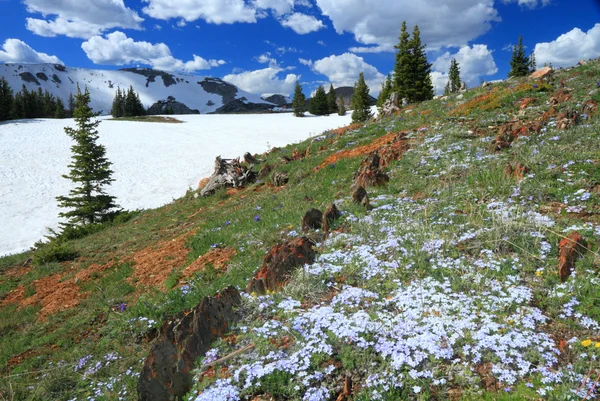 Alpejskie łąki w wyoming — Zdjęcie stockowe