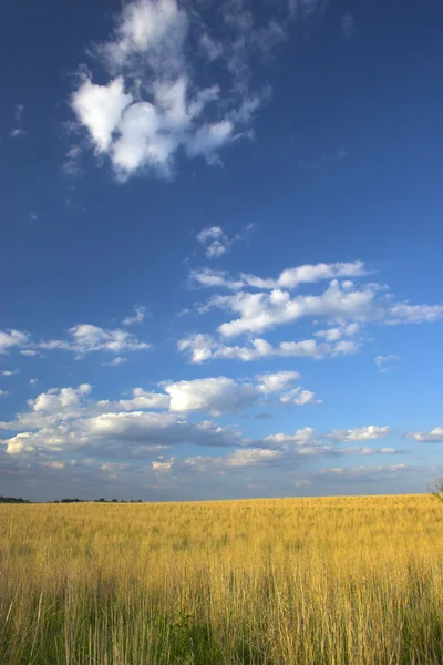 Boerderij land — Stockfoto