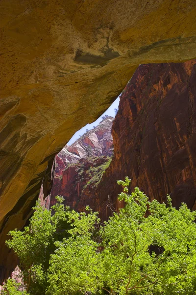 Bomen binnen canyons — Stockfoto