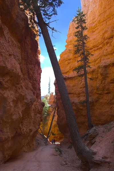 Cèdres de montagnes rouges — Photo