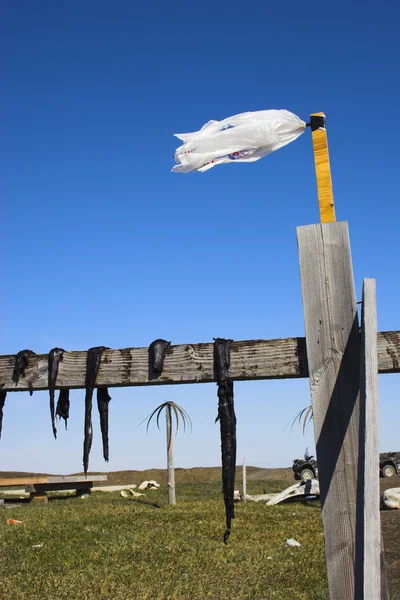 Rendieren schokkerig — Stockfoto