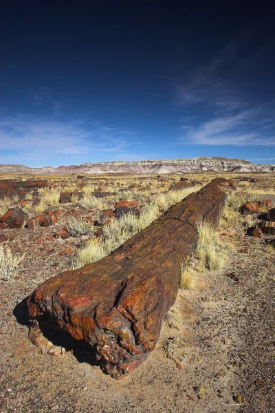 Petrified forest Stockfoto