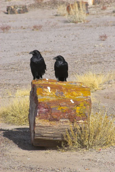 Petrified forest Jogdíjmentes Stock Képek