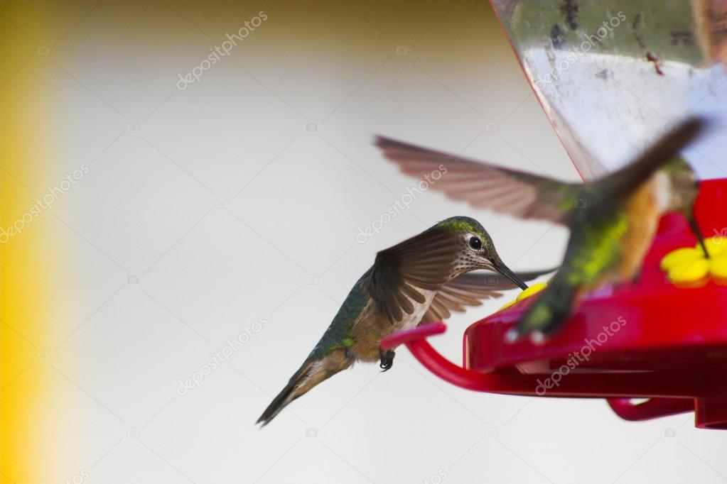 Humming birds