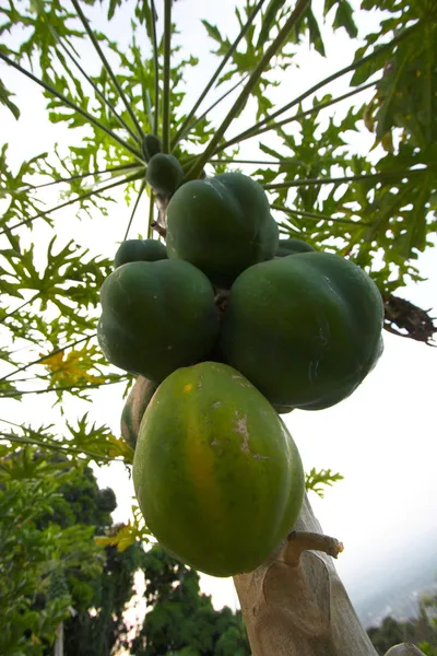 Árbol de papaya — Foto de Stock