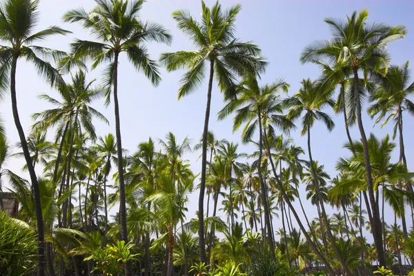 Palm grove — стокове фото