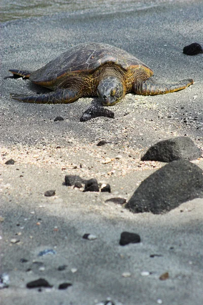 卧龟 — 图库照片