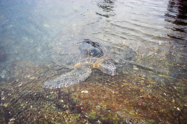 수영 하는 거북이 — 스톡 사진