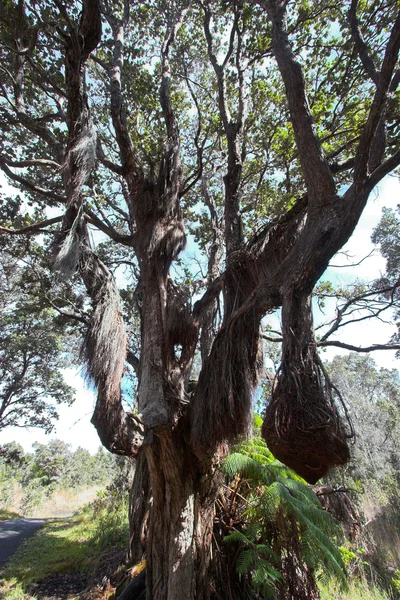 열 대 나무 — 스톡 사진