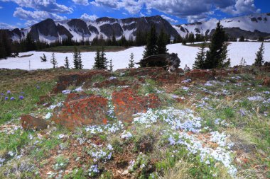 Wyoming Alpine meadows