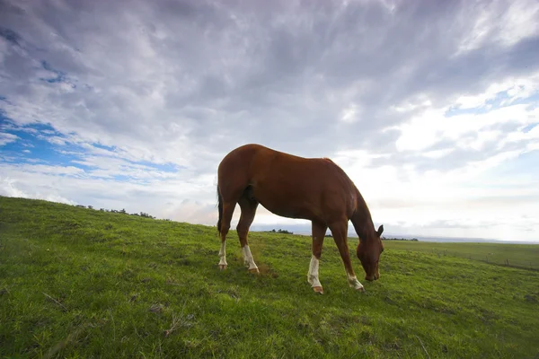 Καταπράσινο τοπίο και το άλογο — Φωτογραφία Αρχείου