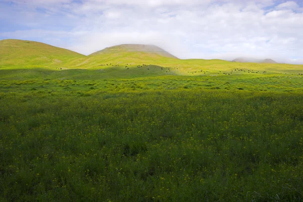 Campos verdes — Fotografia de Stock