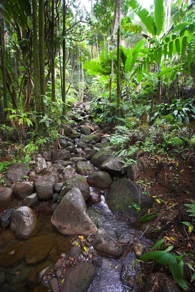 Floresta tropical — Fotografia de Stock