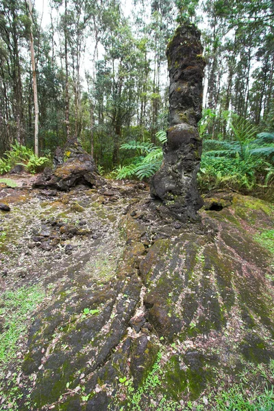 Lava tree — Stock Photo, Image