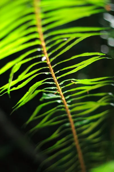 Helecho — Foto de Stock