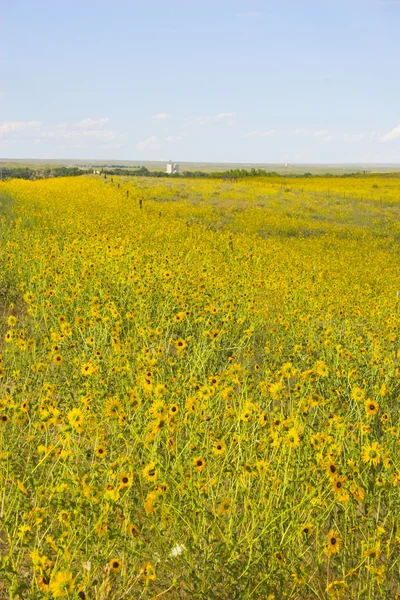 Prärie in voller Blüte — Stockfoto