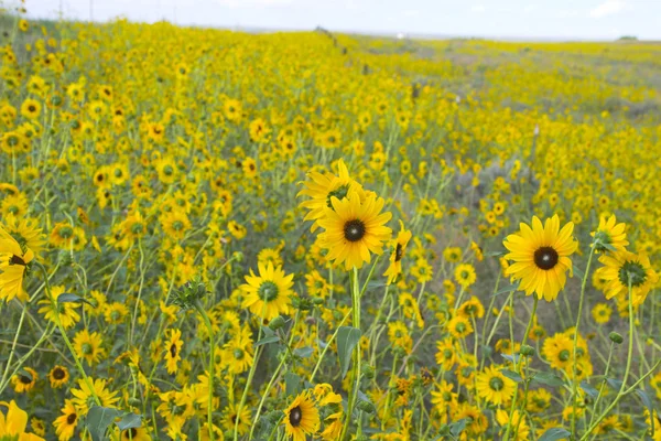 Prairie en fleurs — Photo